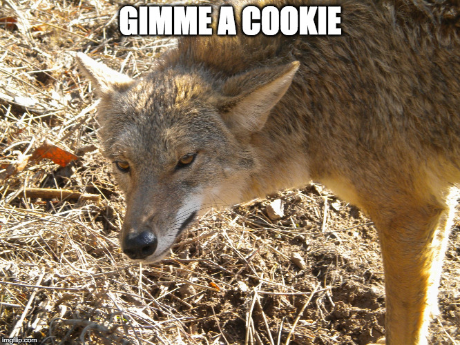 Coyote | GIMME A COOKIE | image tagged in coyote | made w/ Imgflip meme maker