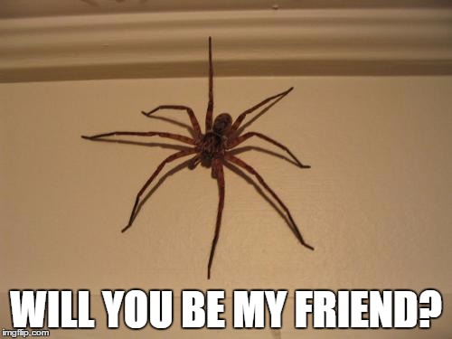 Scumbag Spider | WILL YOU BE MY FRIEND? | image tagged in scumbag spider | made w/ Imgflip meme maker