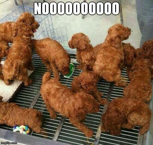 NOOOOOOOOOO | made w/ Imgflip meme maker