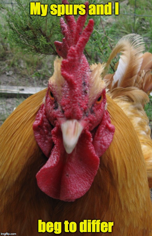 Rooster Be Mad | My spurs and I beg to differ | image tagged in rooster be mad | made w/ Imgflip meme maker