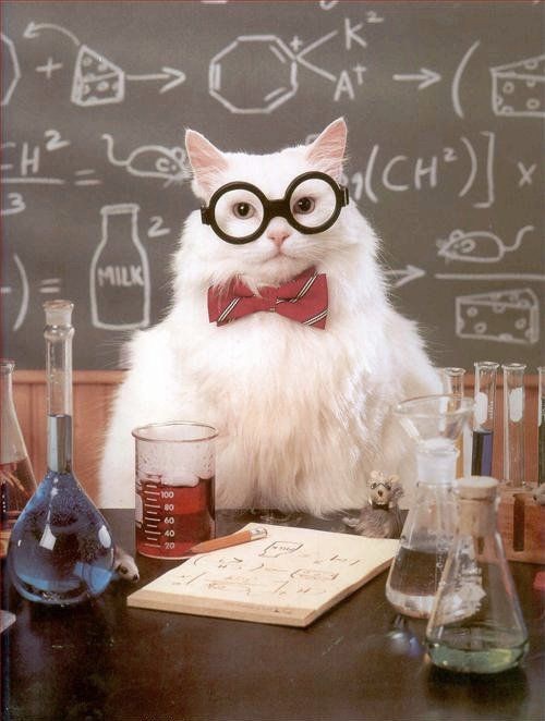 Science cat Blank Meme Template