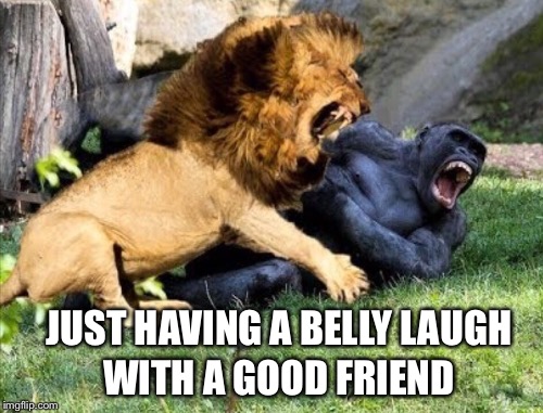 Don't you think? | WITH A GOOD FRIEND; JUST HAVING A BELLY LAUGH | image tagged in gorilla,lion,laugh | made w/ Imgflip meme maker