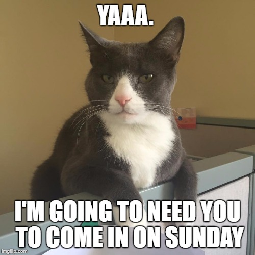 work space cat | YAAA. I'M GOING TO NEED YOU TO COME IN ON SUNDAY | image tagged in working cat,office space | made w/ Imgflip meme maker