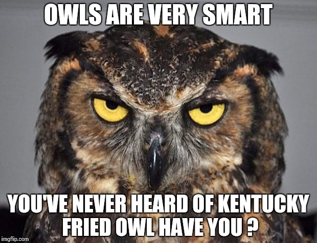 angry owl | OWLS ARE VERY SMART; YOU'VE NEVER HEARD OF KENTUCKY FRIED OWL HAVE YOU ? | image tagged in angry owl | made w/ Imgflip meme maker