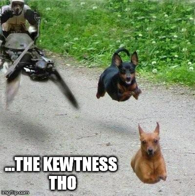 speederbike | ...THE KEWTNESS THO | image tagged in funny star wars,starwars,puppies,cute puppies,jedi | made w/ Imgflip meme maker