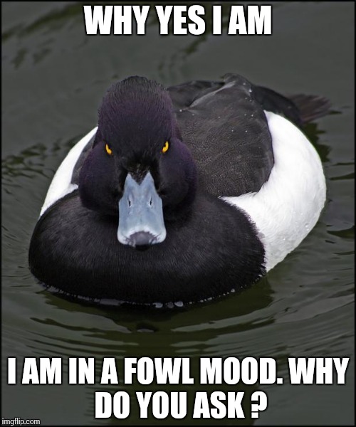 Angry duck | WHY YES I AM; I AM IN A FOWL MOOD.
WHY DO YOU ASK ? | image tagged in angry duck | made w/ Imgflip meme maker