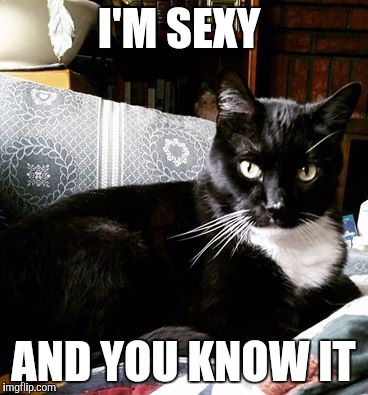 I'M SEXY; AND YOU KNOW IT | image tagged in memes,cat,funny,funny cat memes,cat memes,sexy | made w/ Imgflip meme maker