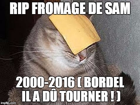 Cats with cheese | RIP FROMAGE DE SAM; 2000-2016 ( BORDEL IL A DÛ TOURNER ! ) | image tagged in cats with cheese | made w/ Imgflip meme maker
