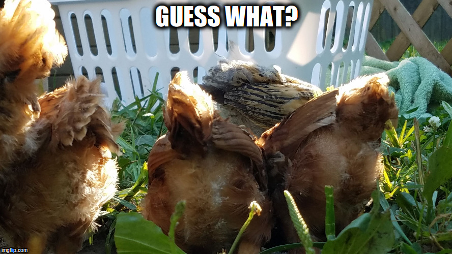 GUESS WHAT? | image tagged in chicken butts | made w/ Imgflip meme maker
