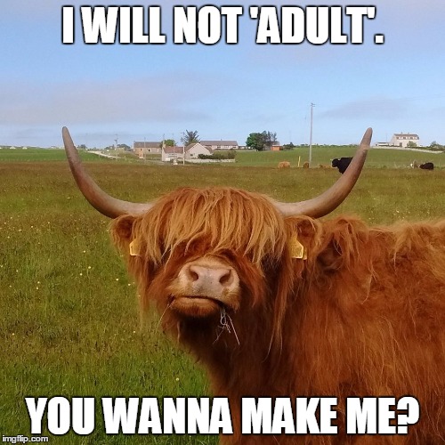I will not adult | I WILL NOT 'ADULT'. YOU WANNA MAKE ME? | image tagged in cow,moo,adult,what adults do during recess,panic,depression sadness hurt pain anxiety | made w/ Imgflip meme maker