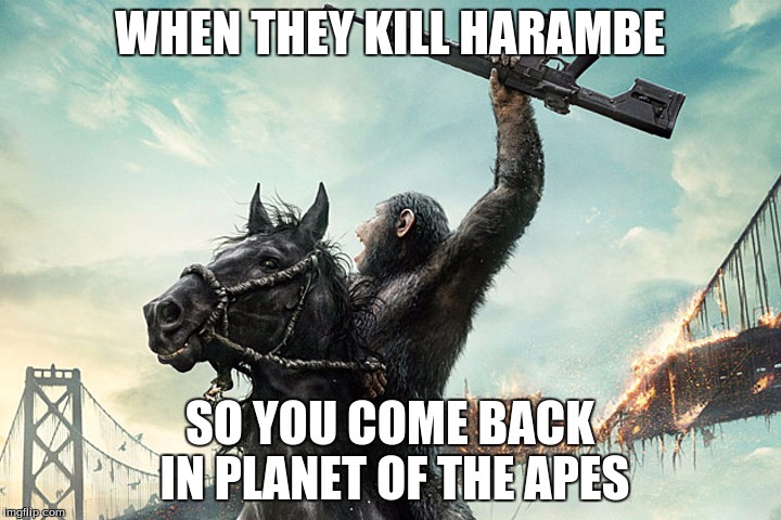 Harambe | WHEN THEY KILL HARAMBE; SO YOU COME BACK IN PLANET OF THE APES | image tagged in harambe | made w/ Imgflip meme maker