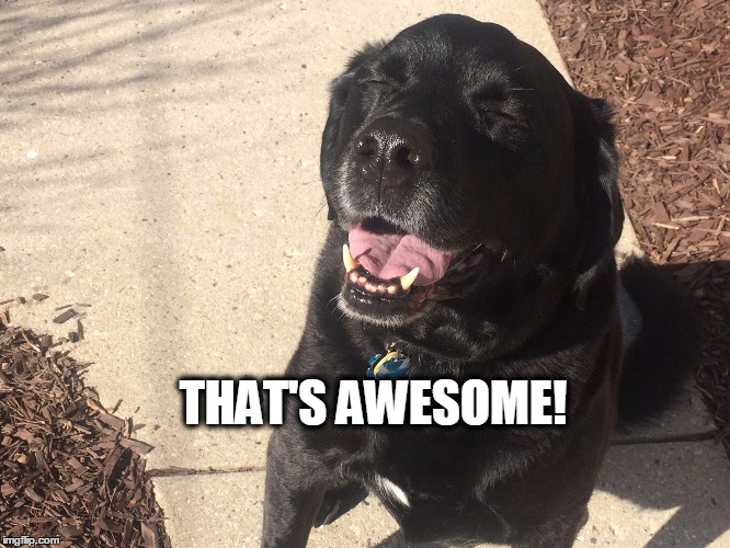 THAT'S AWESOME! | image tagged in dogs | made w/ Imgflip meme maker