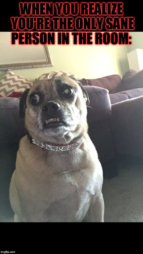 Everybody gets this feeling at some point. | WHEN YOU REALIZE YOU'RE THE ONLY SANE PERSON IN THE ROOM: | image tagged in paranoid puggle,memes,so true,animals,dogs,life | made w/ Imgflip meme maker