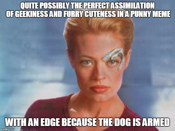QUITE POSSIBLY THE PERFECT ASSIMILATION OF GEEKINESS AND FURRY CUTENESS IN A PUNNY MEME WITH AN EDGE BECAUSE THE DOG IS ARMED | made w/ Imgflip meme maker