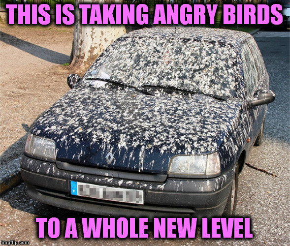 More like full of Shit Birds | THIS IS TAKING ANGRY BIRDS; TO A WHOLE NEW LEVEL | image tagged in memes | made w/ Imgflip meme maker