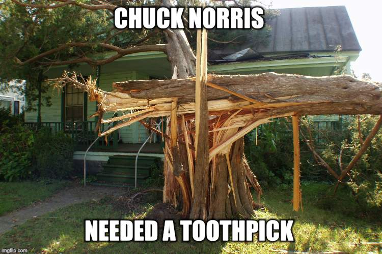 CHUCK NORRIS NEEDED A TOOTHPICK | image tagged in tree | made w/ Imgflip meme maker