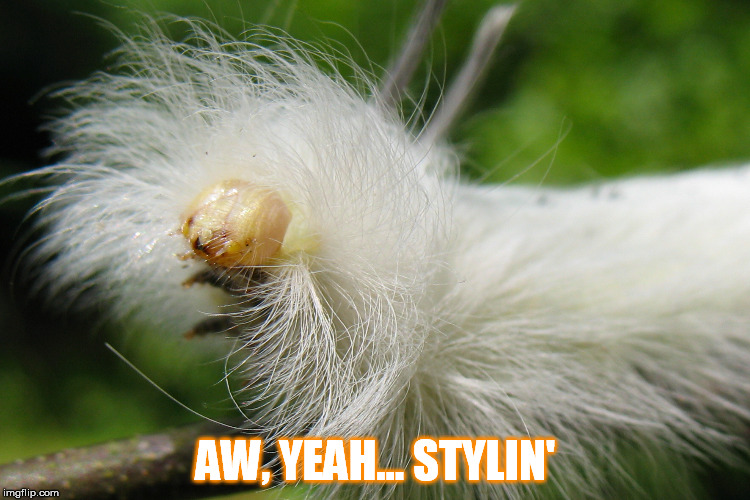 Stylin' | AW, YEAH... STYLIN' | image tagged in encouragement,good job,caterpillar,hair,good hair day,bad hair day | made w/ Imgflip meme maker