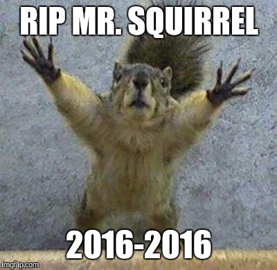 Terrified Squirrel | RIP MR. SQUIRREL; 2016-2016 | image tagged in terrified squirrel | made w/ Imgflip meme maker