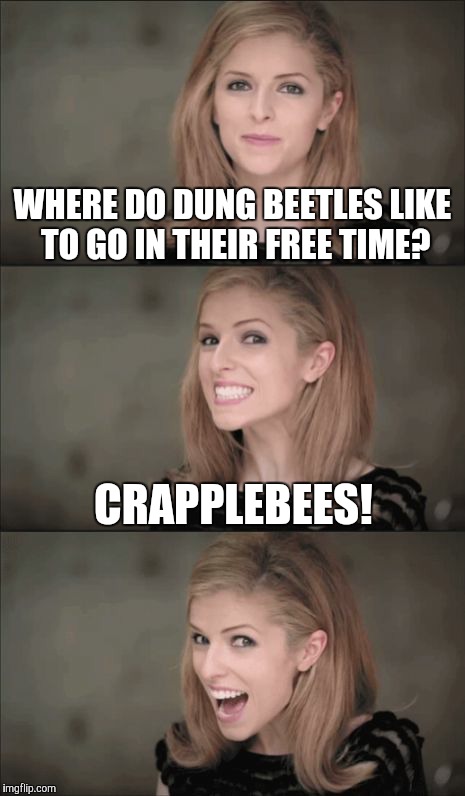This pun is crap | WHERE DO DUNG BEETLES LIKE TO GO IN THEIR FREE TIME? CRAPPLEBEES! | image tagged in memes,bad pun anna kendrick,funny,really bad jokes | made w/ Imgflip meme maker