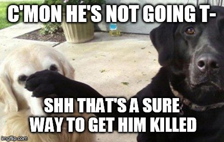 Barking up the wrong Tree | C'MON HE'S NOT GOING T- SHH THAT'S A SURE WAY TO GET HIM KILLED | image tagged in barking up the wrong tree | made w/ Imgflip meme maker