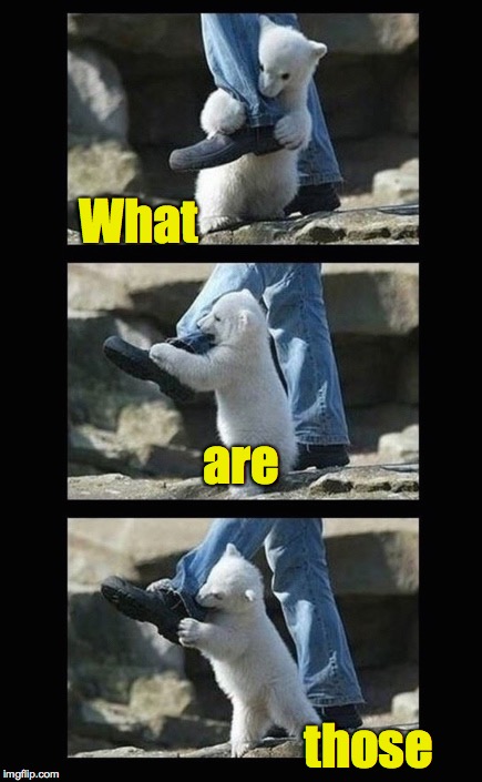 Even the animals want to know | What; are; those | image tagged in what are those,polar bear | made w/ Imgflip meme maker