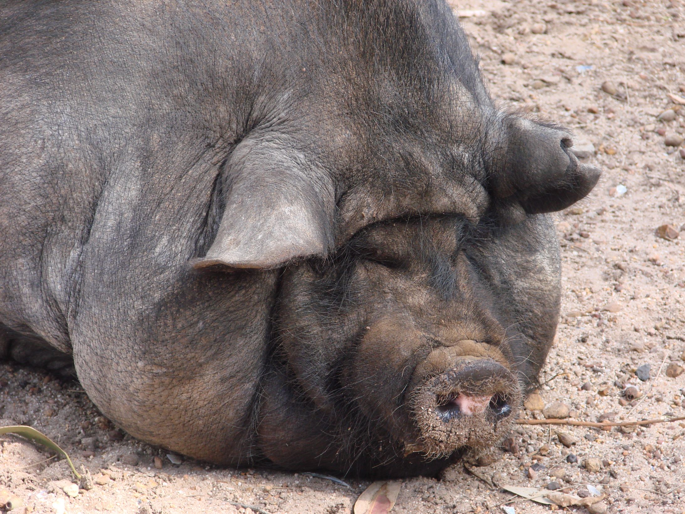 fat black pig Blank Meme Template