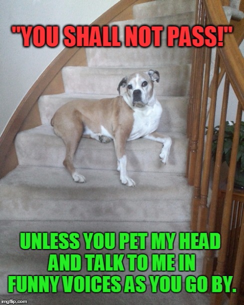 "Guard" Dog | image tagged in dog,funny meme | made w/ Imgflip meme maker