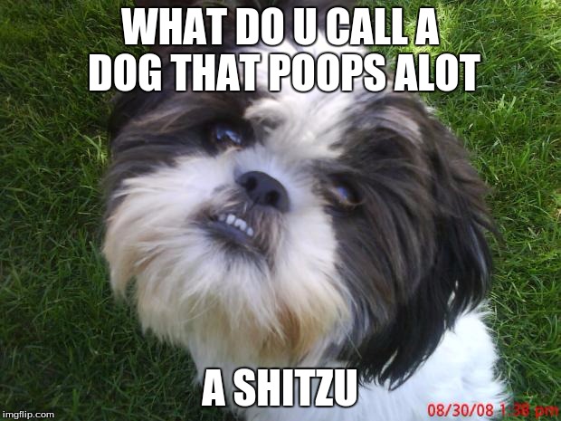 shitzu | WHAT DO U CALL A DOG THAT POOPS ALOT; A SHITZU | image tagged in shitzu | made w/ Imgflip meme maker