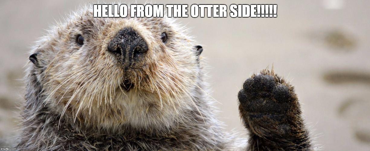 HELLO FROM DA OTTER SIDE - Imgflip