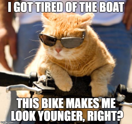 I should sell that boat | I GOT TIRED OF THE BOAT; THIS BIKE MAKES ME LOOK YOUNGER, RIGHT? | image tagged in i should buy a boat cat,cats,memes | made w/ Imgflip meme maker