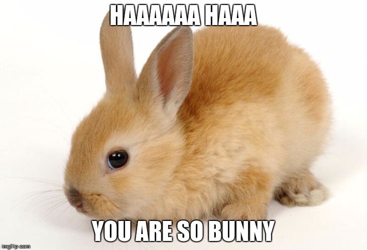 HAAAAAA HAAA; YOU ARE SO BUNNY | image tagged in bunny | made w/ Imgflip meme maker