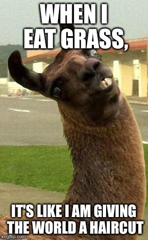 10 Llama | WHEN I EAT GRASS, IT'S LIKE I AM GIVING THE WORLD A HAIRCUT | image tagged in llama | made w/ Imgflip meme maker