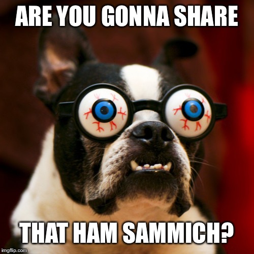Boston Terrier 165 | ARE YOU GONNA SHARE; THAT HAM SAMMICH? | image tagged in boston terrier 165 | made w/ Imgflip meme maker