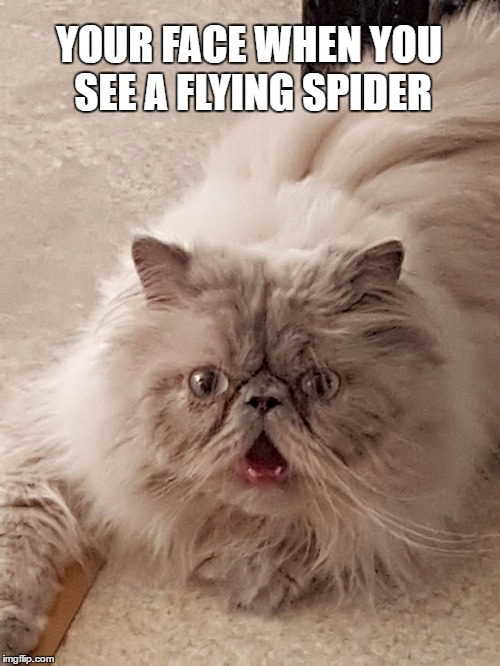 YOUR FACE WHEN YOU SEE A FLYING SPIDER | image tagged in dafuqcat | made w/ Imgflip meme maker
