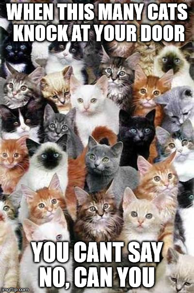 WHEN THIS MANY CATS KNOCK AT YOUR DOOR; YOU CANT SAY NO, CAN YOU | image tagged in too many cats | made w/ Imgflip meme maker