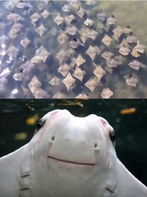 Sting Rays Blank Meme Template