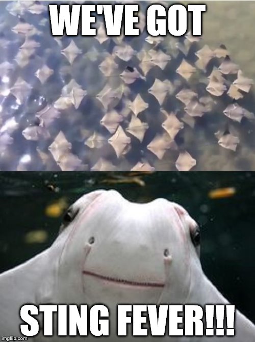 Apparently, a Flock of Stingrays is Called a "Fever" | WE'VE GOT; STING FEVER!!! | image tagged in sting rays,bad puns,funny,animals,memes | made w/ Imgflip meme maker