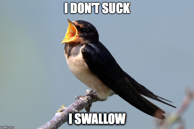 I DON'T SUCK; I SWALLOW | image tagged in swallow bird | made w/ Imgflip meme maker