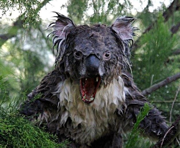 High Quality angry koala Blank Meme Template