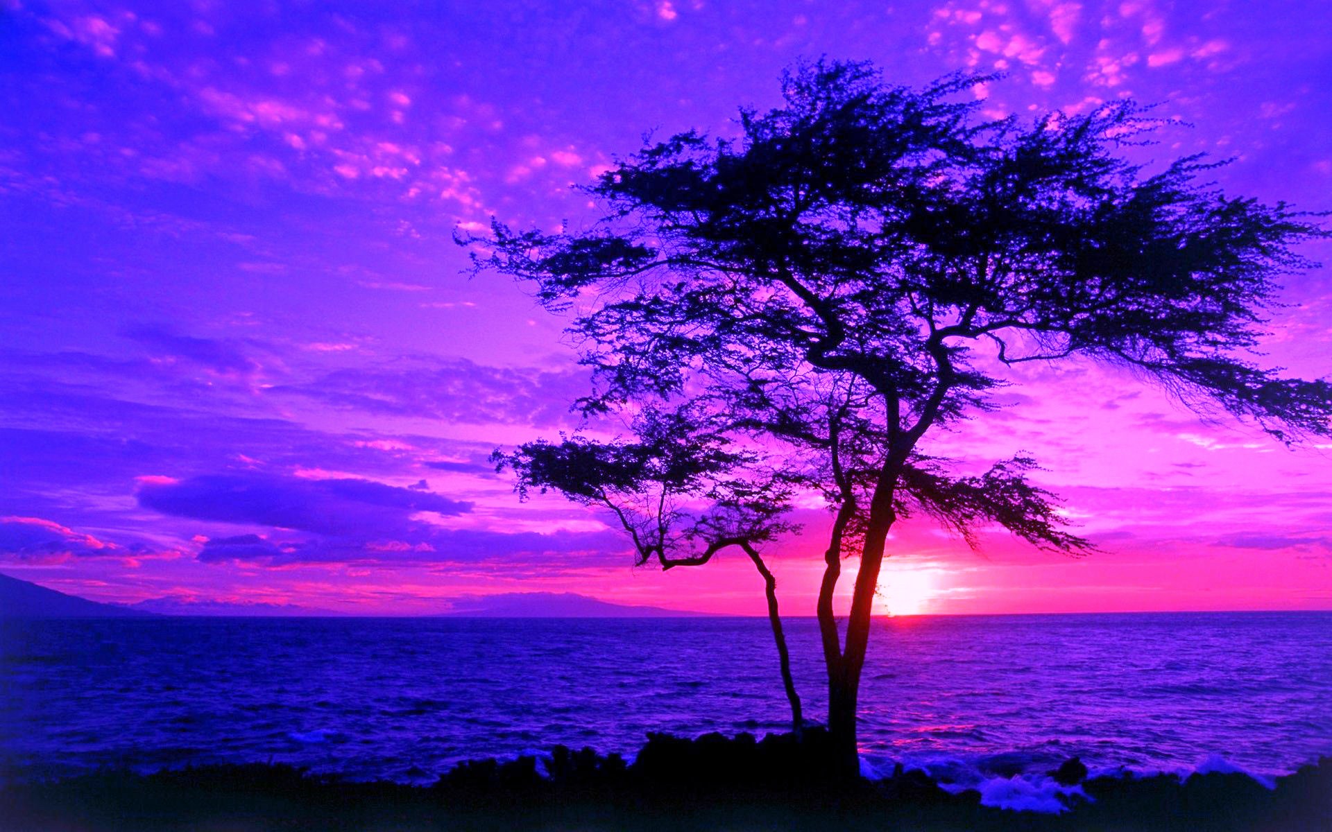 Purple sunset tree Blank Meme Template