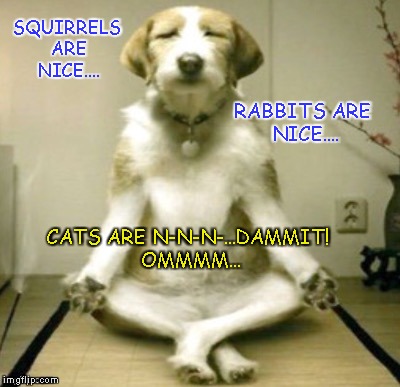 Zen Dog | SQUIRRELS ARE NICE.... RABBITS ARE NICE.... CATS ARE N-N-N-...DAMMIT! OMMMM... | image tagged in funny dogs | made w/ Imgflip meme maker
