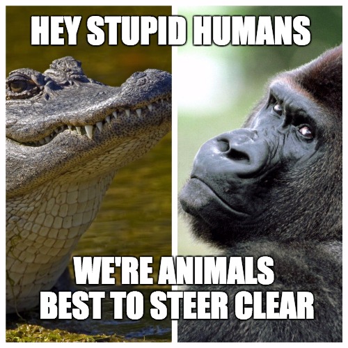 Animal Kingdom | HEY STUPID HUMANS; WE'RE ANIMALS BEST TO STEER CLEAR | image tagged in gorilla,alligator,zoo,dumb and dumber,animal attack,boobs | made w/ Imgflip meme maker