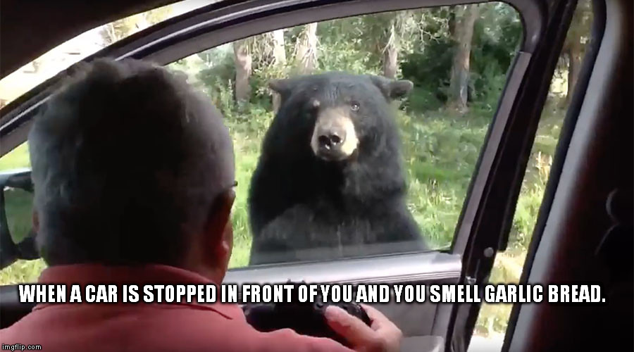 WHEN A CAR IS STOPPED IN FRONT OF YOU AND YOU SMELL GARLIC BREAD. | image tagged in garlic bread car bear | made w/ Imgflip meme maker