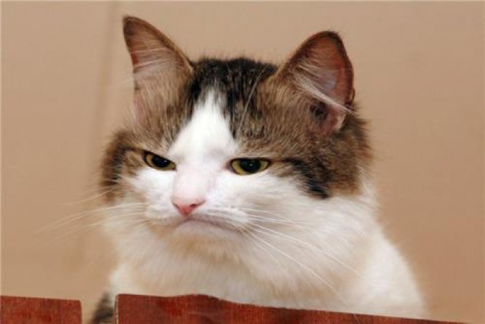 High Quality Disapprove Cat Blank Meme Template