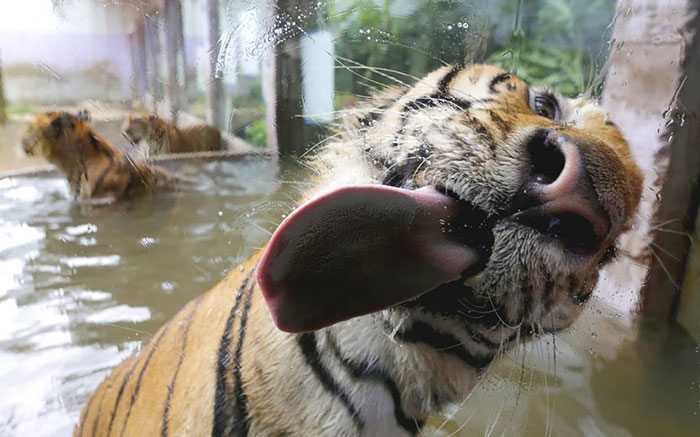 Tiger Licking Glass Blank Meme Template