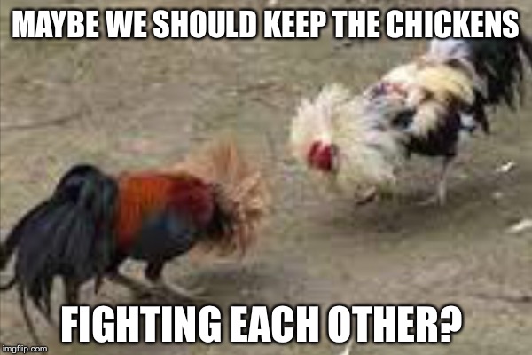 MAYBE WE SHOULD KEEP THE CHICKENS FIGHTING EACH OTHER? | made w/ Imgflip meme maker