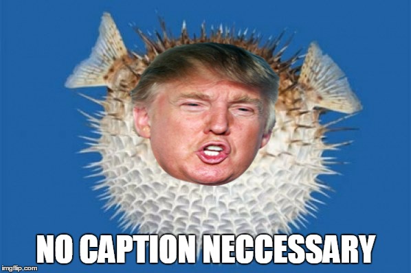 Puffer Fish | NO CAPTION NECCESSARY | image tagged in puffer fish | made w/ Imgflip meme maker