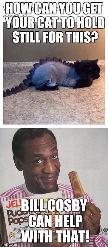 HOW CAN YOU GET YOUR CAT TO HOLD STILL FOR THIS? BILL COSBY CAN HELP WITH THAT! | image tagged in bill cosby,cosby,angry cat | made w/ Imgflip meme maker