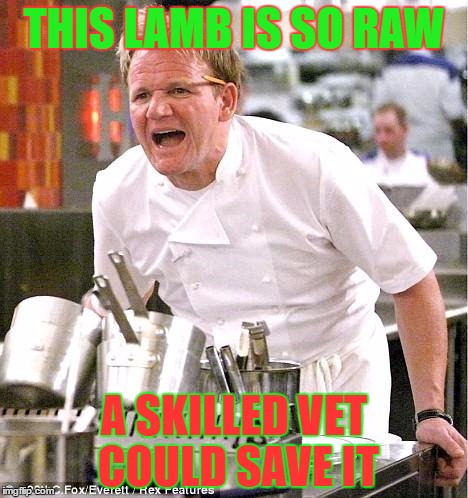 Chef Gordon Ramsay | THIS LAMB IS SO RAW; A SKILLED VET COULD SAVE IT | image tagged in memes,chef gordon ramsay | made w/ Imgflip meme maker