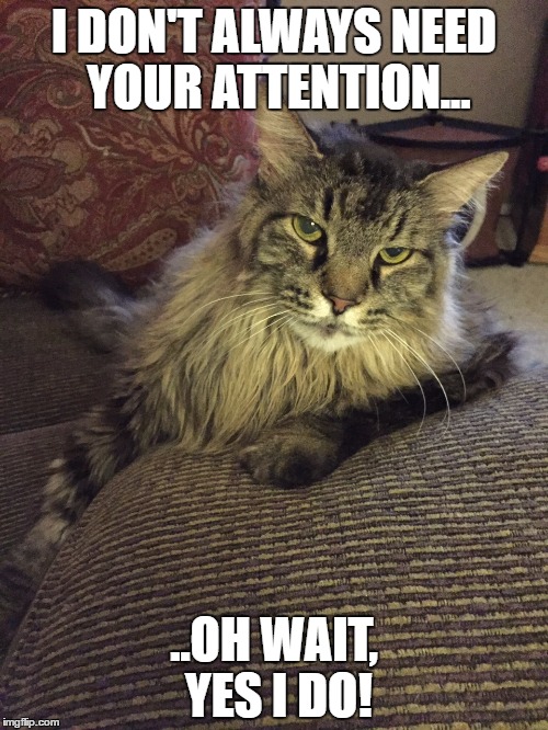 I DON'T ALWAYS NEED YOUR ATTENTION... ..OH WAIT, YES I DO! | image tagged in most interesting cat | made w/ Imgflip meme maker